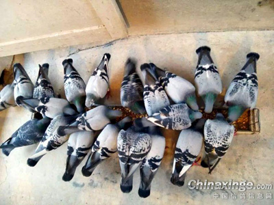 �ڷ����ֲ���Ĳ���