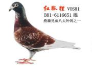 û��ղɭ��� ��ʲô��签��䣿