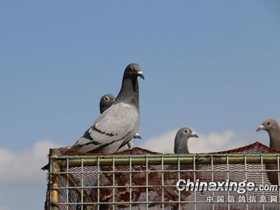 ������� ���ڿ��Լҷ���(ͼ)