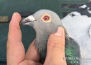 2015�������� ɹɹ�ջ�(ͼ)