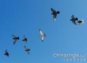 ��ͼ���ͣ�ɽˮ�䰮�����(ͼ)