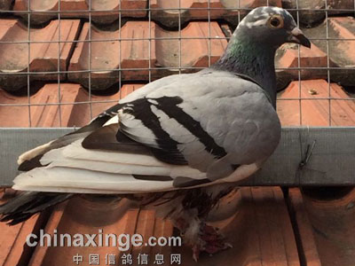 �����ĸ��ӱ�����ҧ����(ͼ)