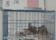 ɽ����������Ҵ�������(ͼ)