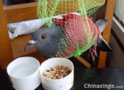 �׸�ײ��˫�� ������������(ͼ)