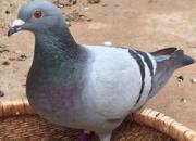 ���������Ĵ� 1500���￭������(ͼ)