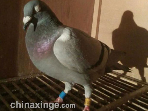 �����������޳��ͻر�ץ�� ��������ܾ�(ͼ)