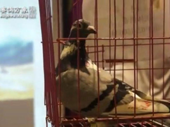 ƵĿĴʡ˳׽칫񽱸佱(ڶ)