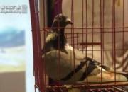 ������������Ƶ��Ŀ���Ĵ�ʡ��˳���׽칫���������񽱸�佱����������(�ڶ���)