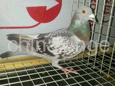 Ϻ1500ﳬԶ̳ɼ һΧ(ͼ)