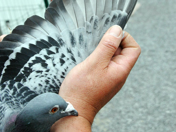 ��ŵ.����˼���2014��ĻԻ�(ͼ)