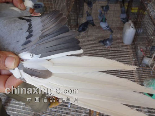 �������� ���ӿɼ�(ͼ)