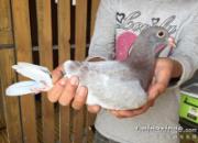 ����Ʒ�����������յ������׸�(ͼ)