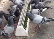 �ھ�������ι�����(ͼ)