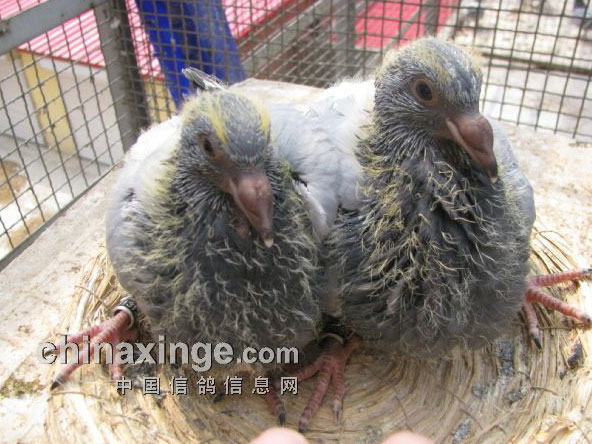 �ڼұ�ѡ�����괺���ϣ��(ͼ)