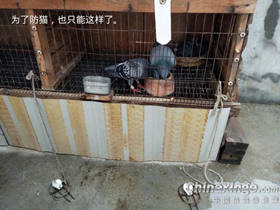 �����������è(ͼ)