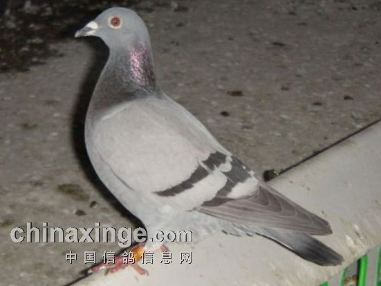 ʮҴð곬Զ̹ ղɭ(ͼ)