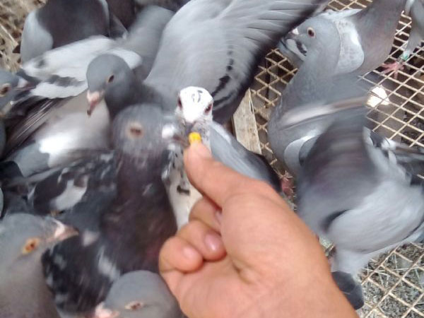 ����Ũ��������(ͼ)