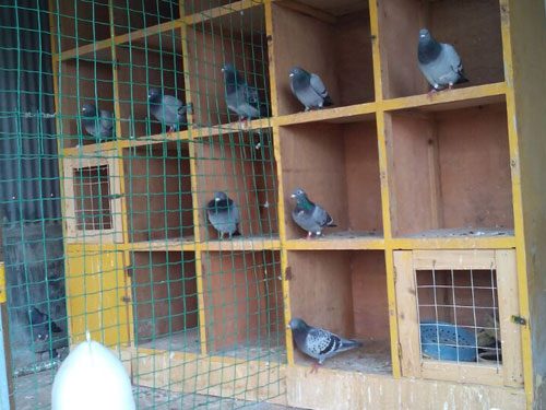 ͣ�������� ����������(ͼ)