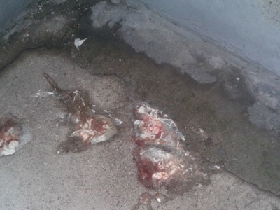 �ɸ���������ϡ��Ѫ Ѹ������