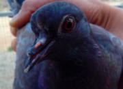 �����족�׸��ѳ�ʳ ���˵�����С��