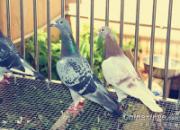 ����Ʒ�������������ָ�(ͼ)