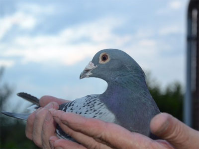 ŷ�ް���(������)�����룺����ھ����(ͼ)