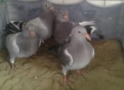 ����Ʒ���������µĴ���С��(ͼ)