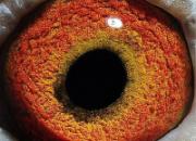 ���ܲ³��ĸ���ǧ����ھ�������(ͼ)