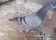 ��ĸ��ӣ����̡����족���׸�(ͼ)