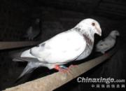 ����Ʒ����28Ԫ�����������(ͼ)