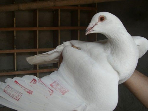 ���׸롱��1500����˳������(ͼ)