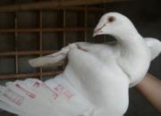 ���׸롱��1500����˳������(ͼ)