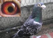 ����Ʒ������������ϱ�(ͼ)