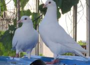 ������Ȥ������������ޱȣ�һ��