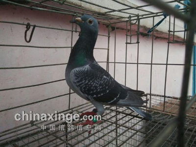 Ƭ�̲��룺�ϰ�·��Ҳ����(ͼ)