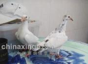 ���Լ�Ʒϵ���ɹ�����6�������(ͼ)