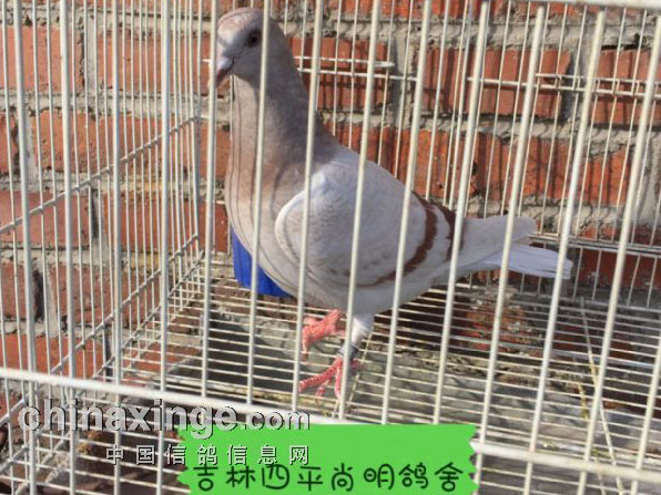 ����6��ս��ѡ�͹���(ͼ) 