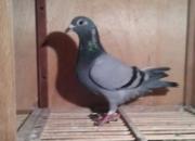 ����Ʒ�������������������ָ�(ͼ)