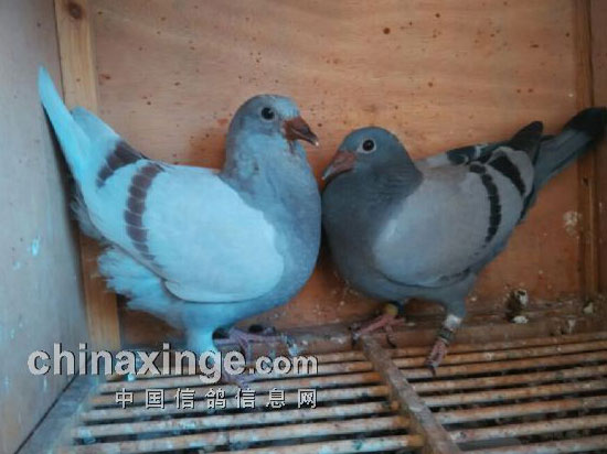 �������������͹��� ����ӮǮ(ͼ)