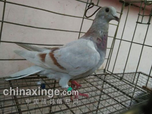 15���׸����� �����ܳɲģ�