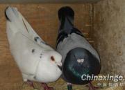 ���ճ�Զ�̣��׸����˫˫����(ͼ)