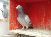 ͺͷӢ�ۣ�ֱ��1600�������(ͼ)