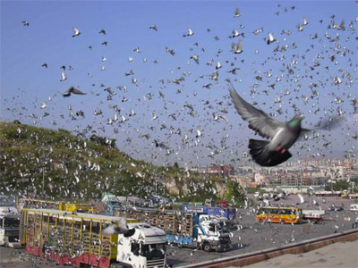 ����ʱ�����о���������ŷ�(ͼ)