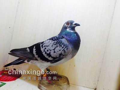 �ӳ�Զ��תս�̾��� ���������ճ�����(ͼ)