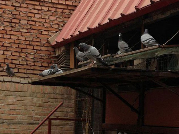 �������� ��������(ͼ)