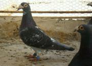 ֻϲ��Զ�̣�����û����Ҳ����(ͼ)