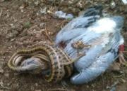 �������Ը롱�� ���º�������(ͼ)