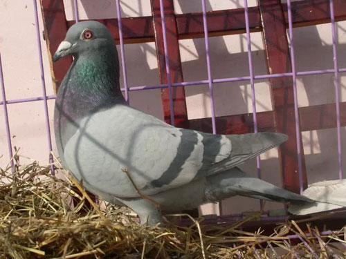 30Ԫ���ر�122�� ֵ��(ͼ)