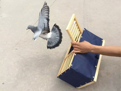 ��ʳ�����������ɽ��ѵ���(ͼ)