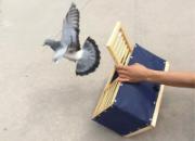 ��ʳ�����������ɽ��ѵ���(ͼ)